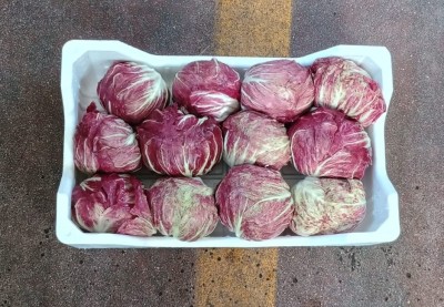 Foto Radicchio Tondo Origine Italia Marchio Pallotta           3